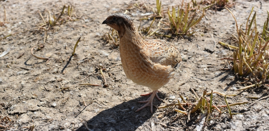 Free range quail Challans