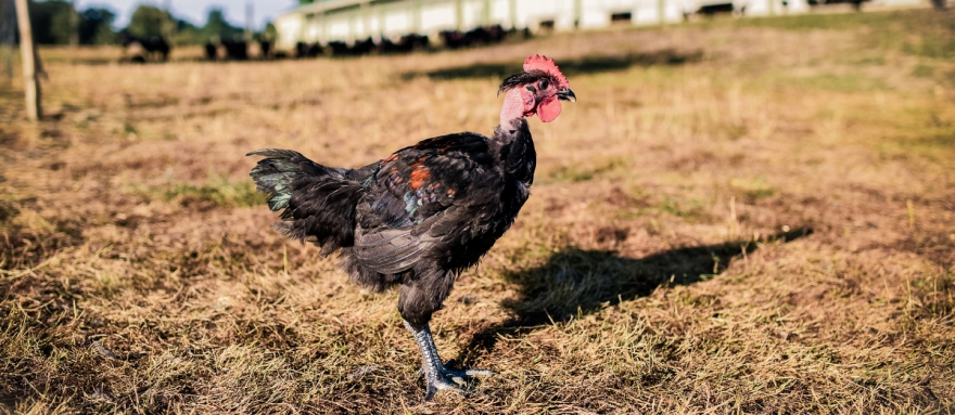 Free range black leg chicken