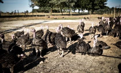 Challans farm turkey