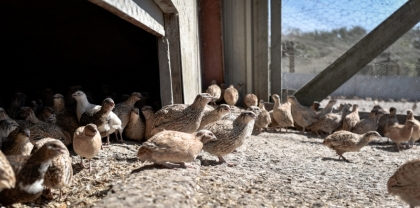 Out of buildings : farm quail